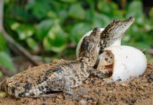 Cocodrilos protegen nidos y crías; llaman a turistas a mantener distancia