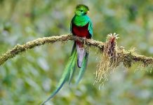 Conmemoran al quetzal, ave emblemática de los bosques de niebla de Chiapas