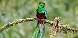Conmemoran al quetzal, ave emblemática de los bosques de niebla de Chiapas