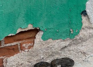 Serpiente aparece en la zona centro de Cintalapa