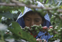 Uno de cada cinco menores de Chiapas enfrenta trabajo infantil