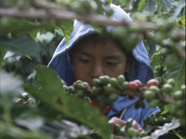 Uno de cada cinco menores de Chiapas enfrenta trabajo infantil