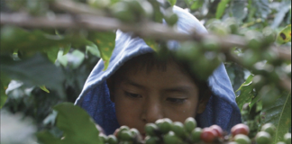 Uno de cada cinco menores de Chiapas enfrenta trabajo infantil