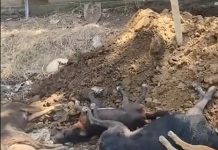 Denuncian muerte de más de 25 perros por presunto envenenamiento en Pijijiapan
