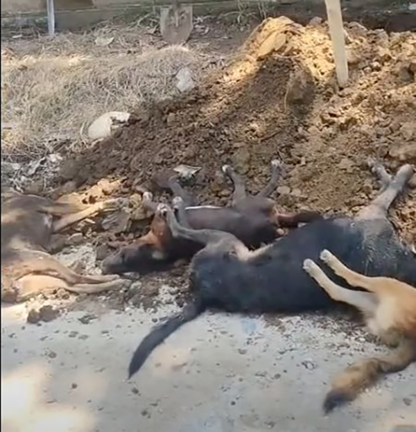5 PERROS-1