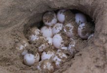 Protegen 87 nidos de tortuga golfina ante el saqueo en Puerto Arista