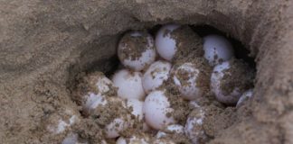 Protegen 87 nidos de tortuga golfina ante el saqueo en Puerto Arista