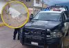 Fallece sexagenario de presunto infarto en taller de Villaflores